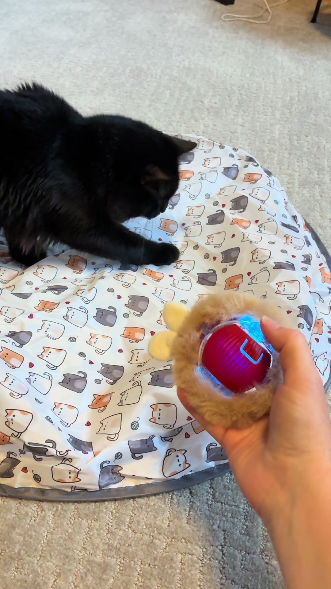 Notice how he’s trying to play with it before I even put the ball in 🤣 he lovesss this thing. My picky cat was also...