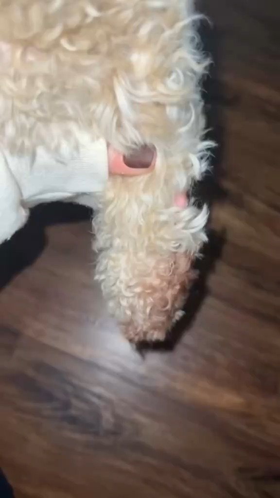 PetLabCo Probiotic Chew