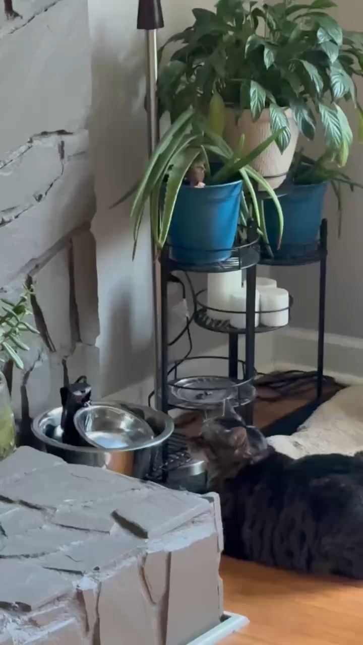 DIY Cat Water Fountain Bruno Bear