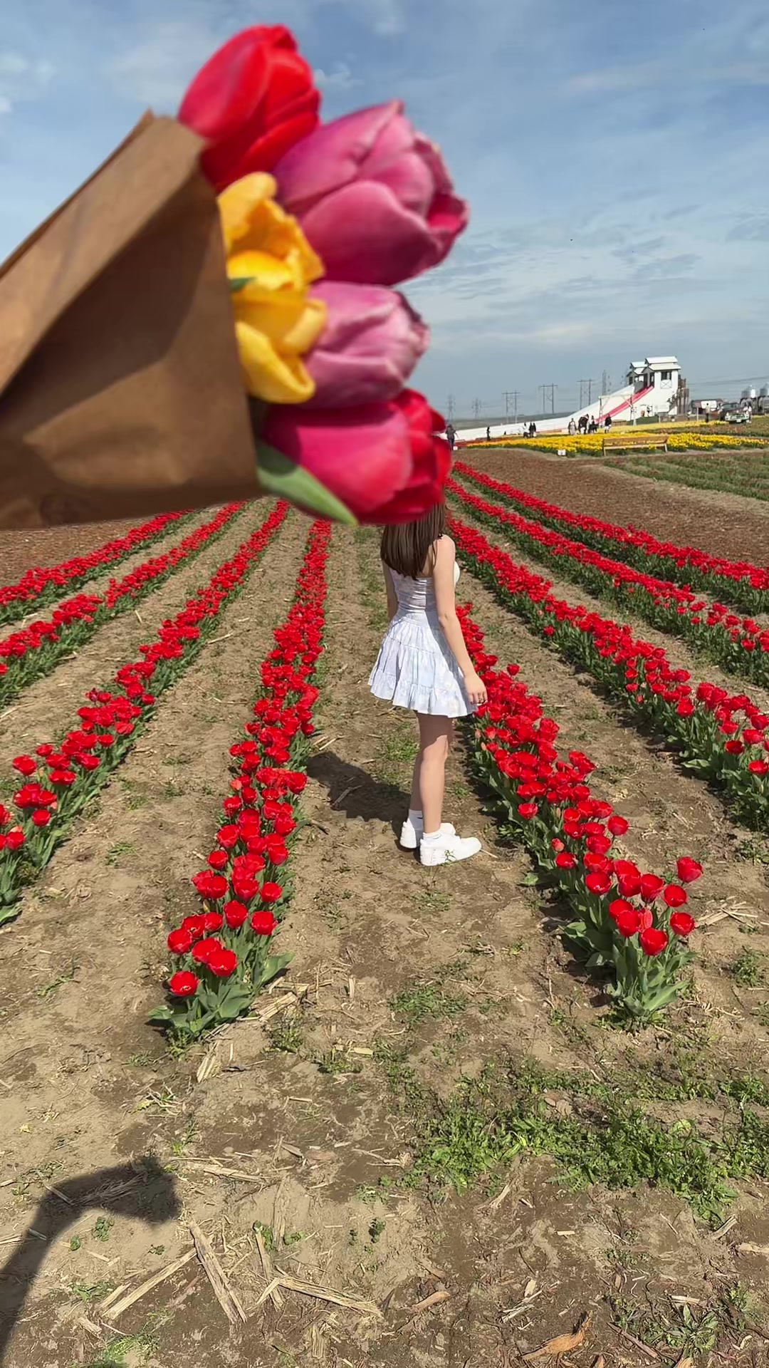 tulip festival with gf❤️ @Sarita 🫧 #tulip #gf #ilovemygf #wa #fyp