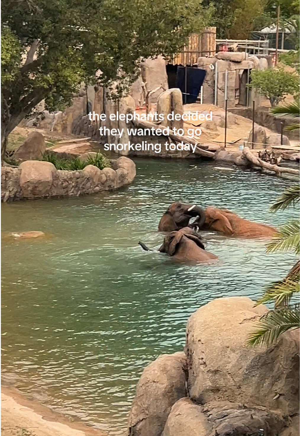 pretty sure they thought they were doing a synchronized routine🐘🤿 the San Diego Zoo elephant exhibit might be the b...