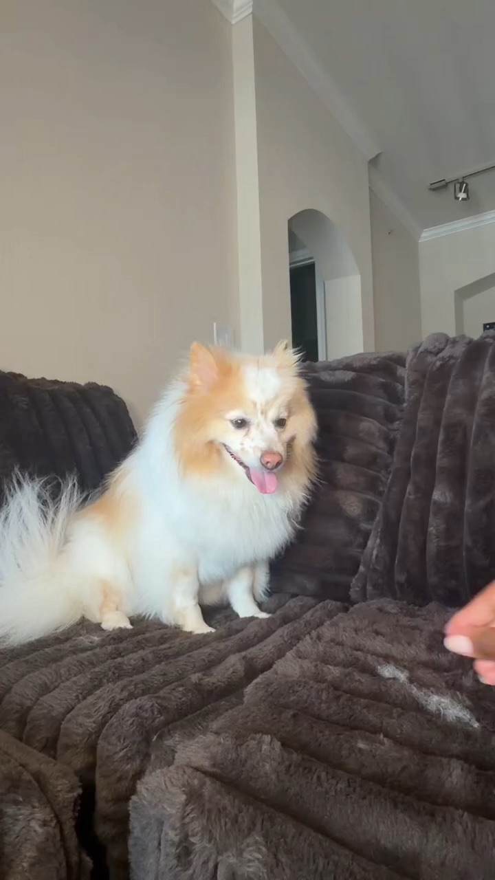 Pet