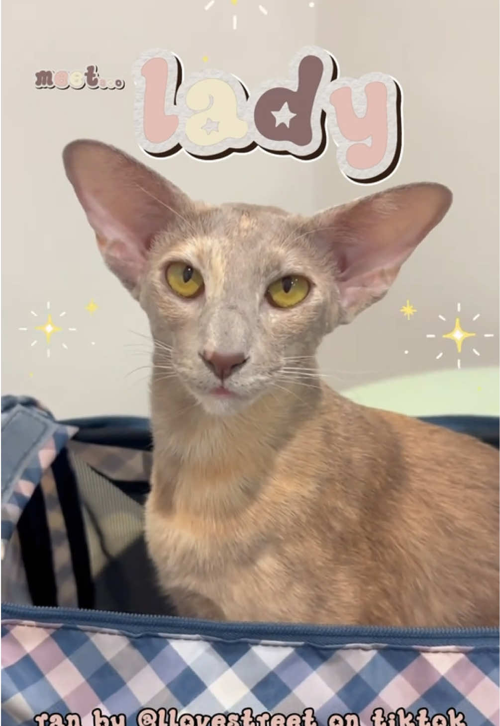 lady’s tiktok ready 🐈✨ give her a like, comment, or follow to support @Lady 💌 #cat #orientalshorthair #catmom #peta...