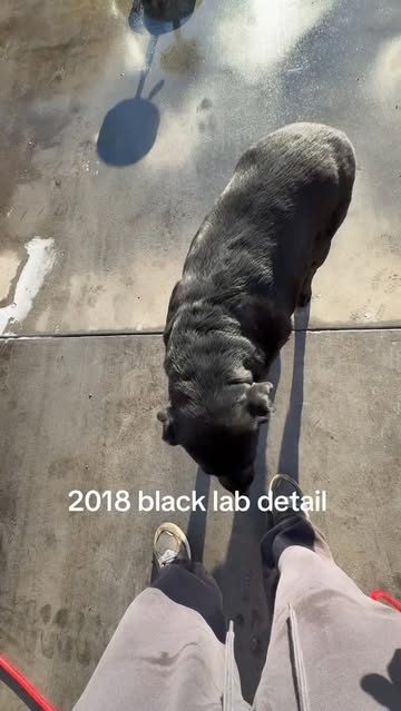 Black Lab detail at ZRZ #fyp #funny #viral #detailing #dog
