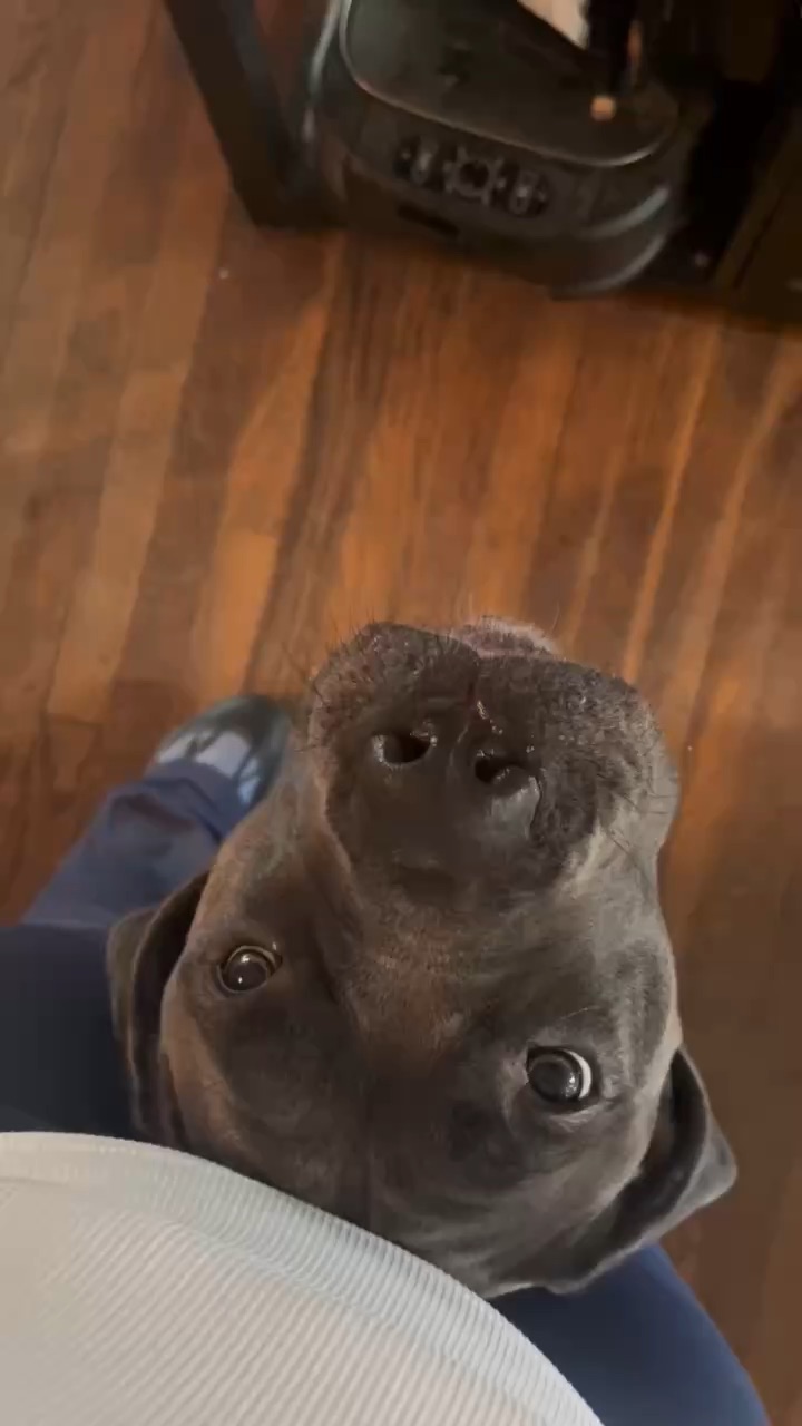 Pets