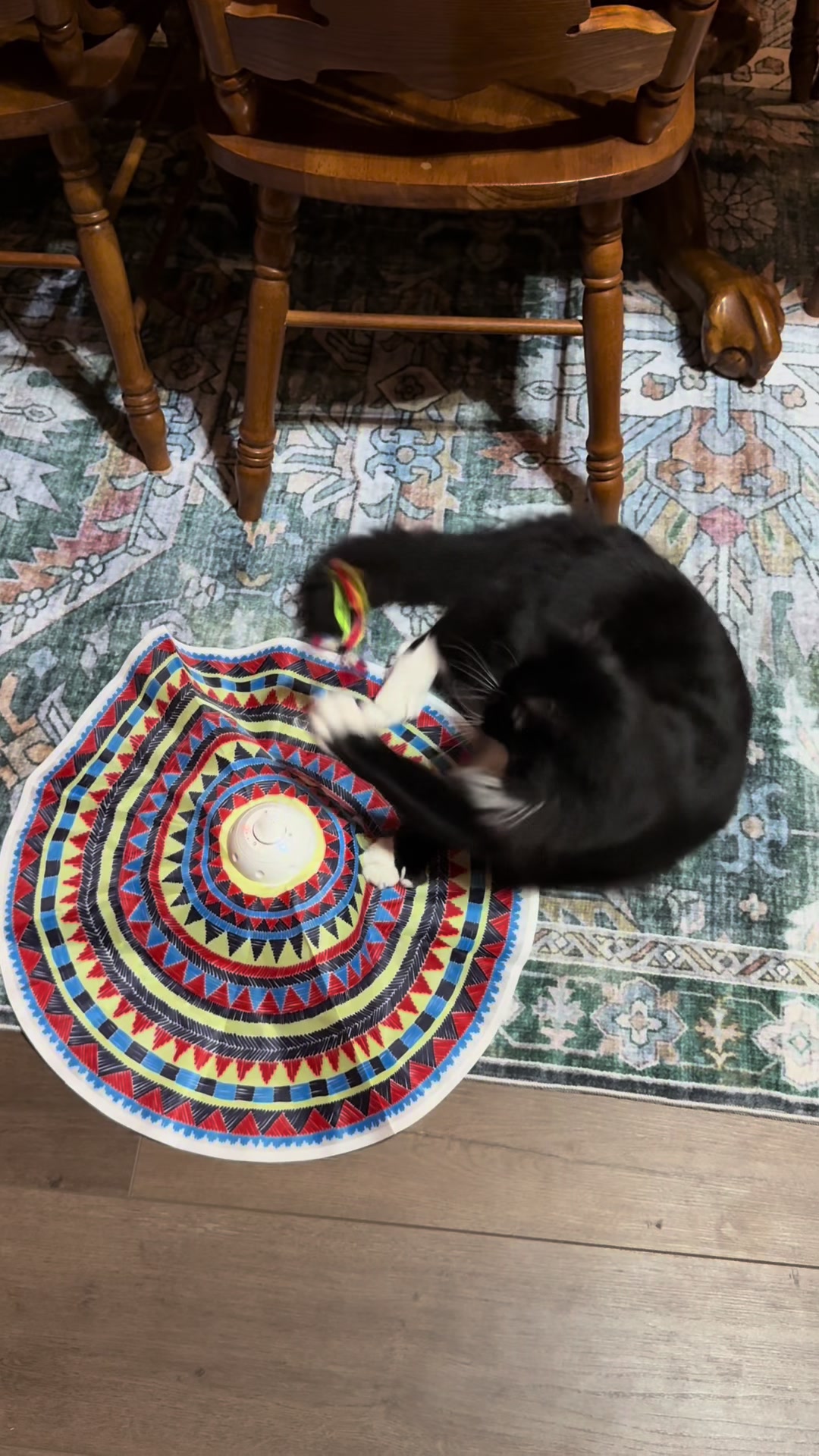 #creatorsearchinsights #catlovers #polydactylcat #streakpet #catsoftiktok