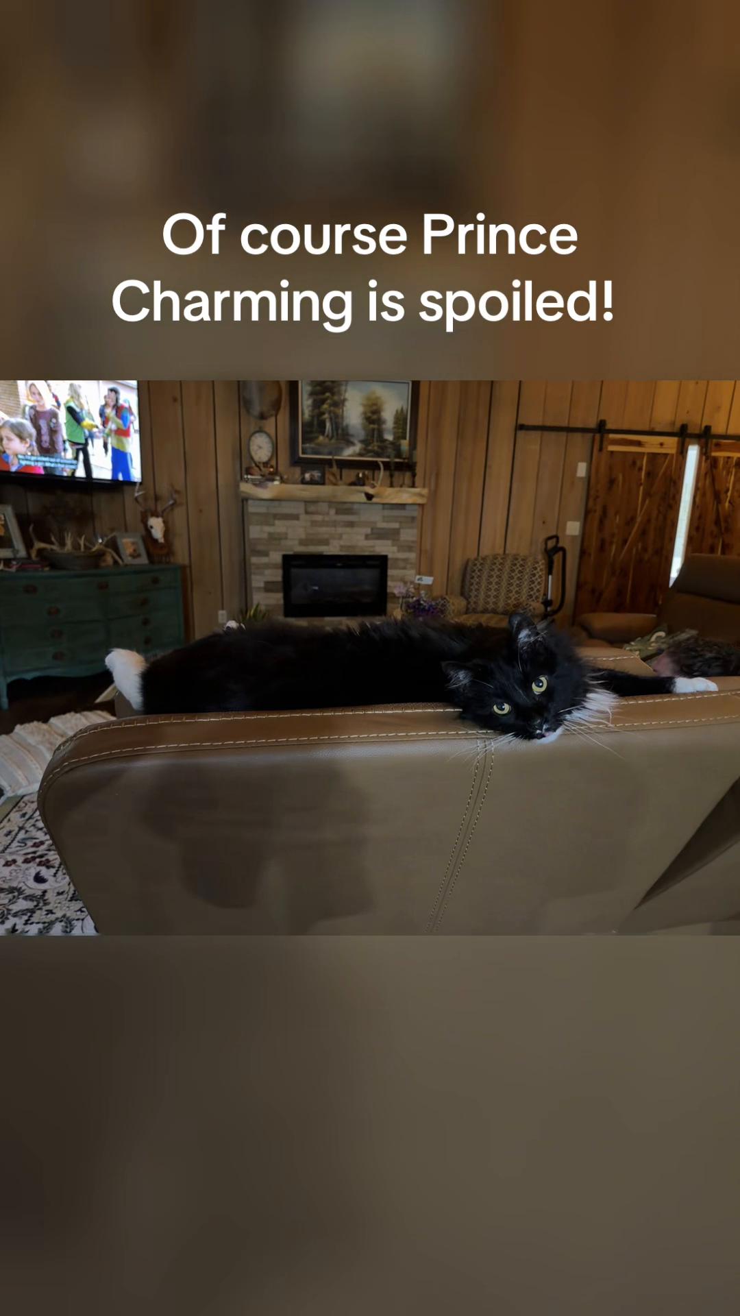 He’s a spoiled little Prince! 👑#polydactylcat #spoiledcat #petsoftiktok #catlovers #tuxedocat