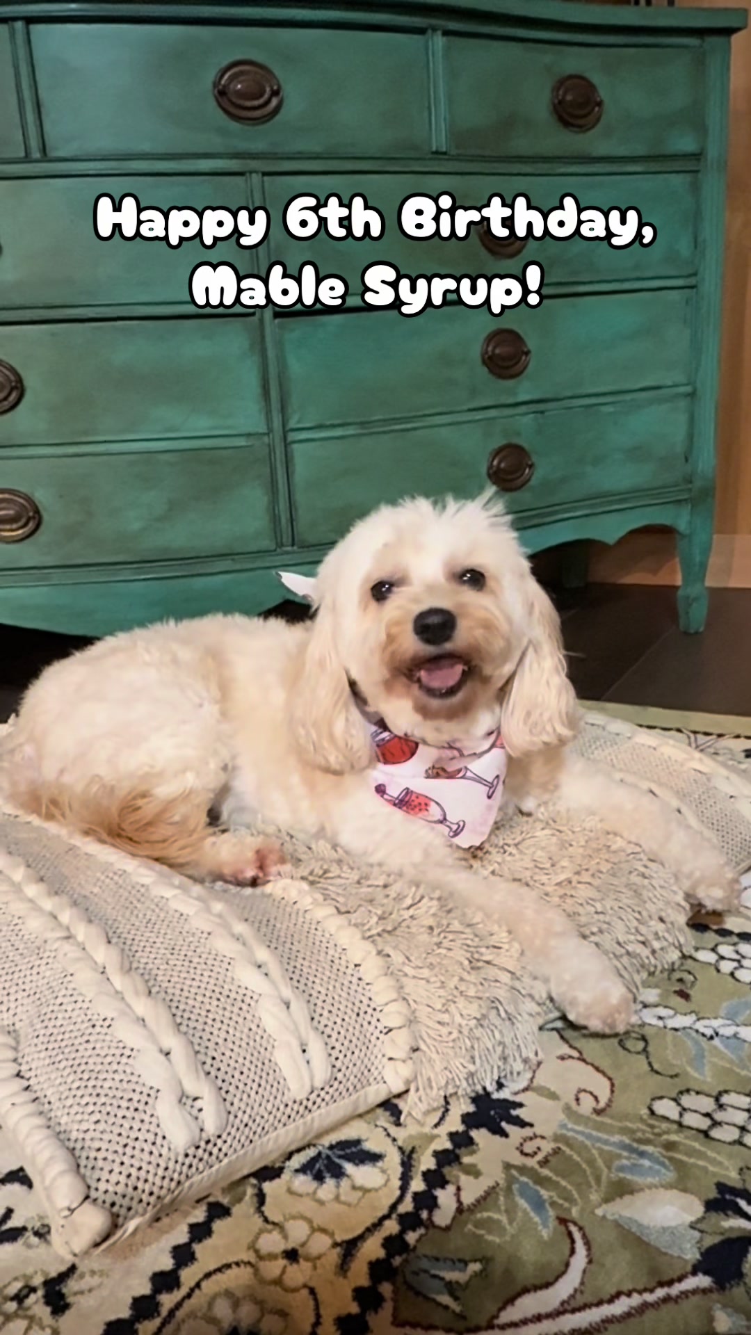 Happy 6th birthday, Mable Syrup! 🎂 #birthdaydog #happybirthday #cavapoo #dogsoftiktok #petsontiktok
