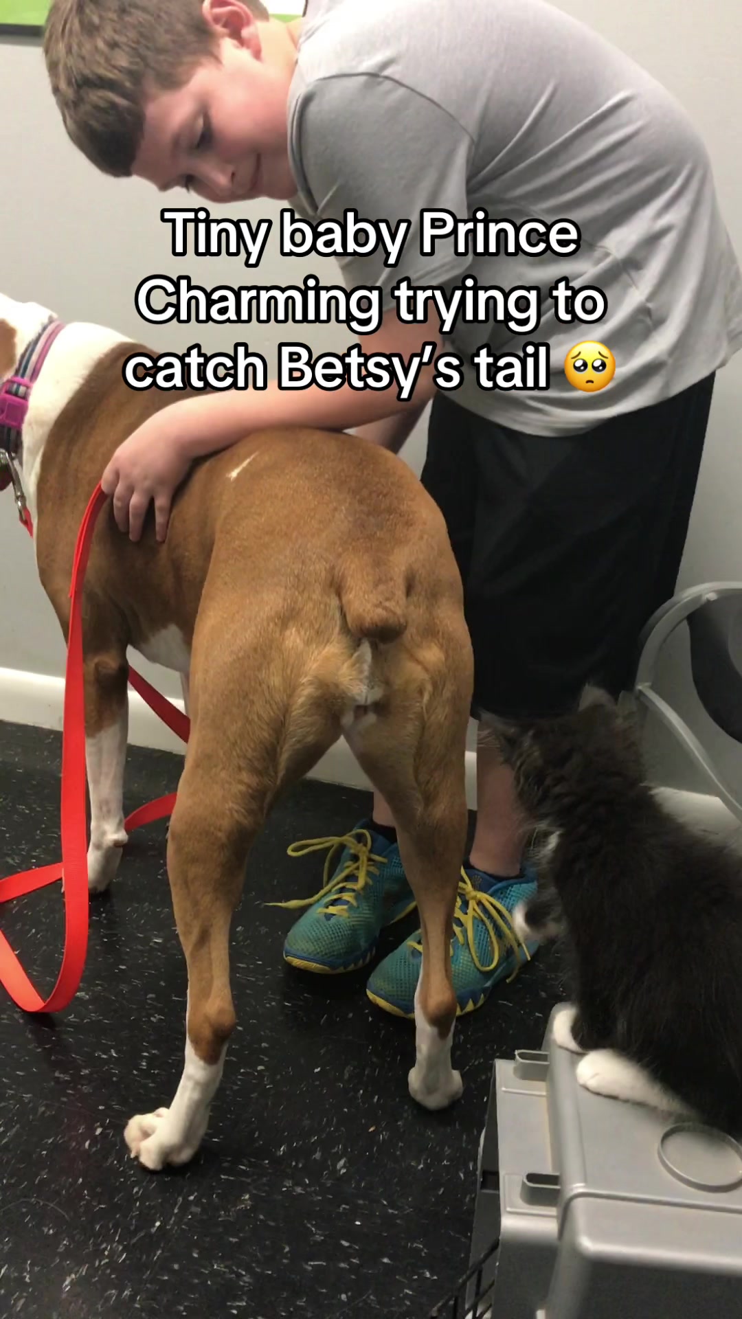 Prince Charming has always been a curious guy! Look at those big ole mittens! #creatorsearchinsights #cutekitten #pol...