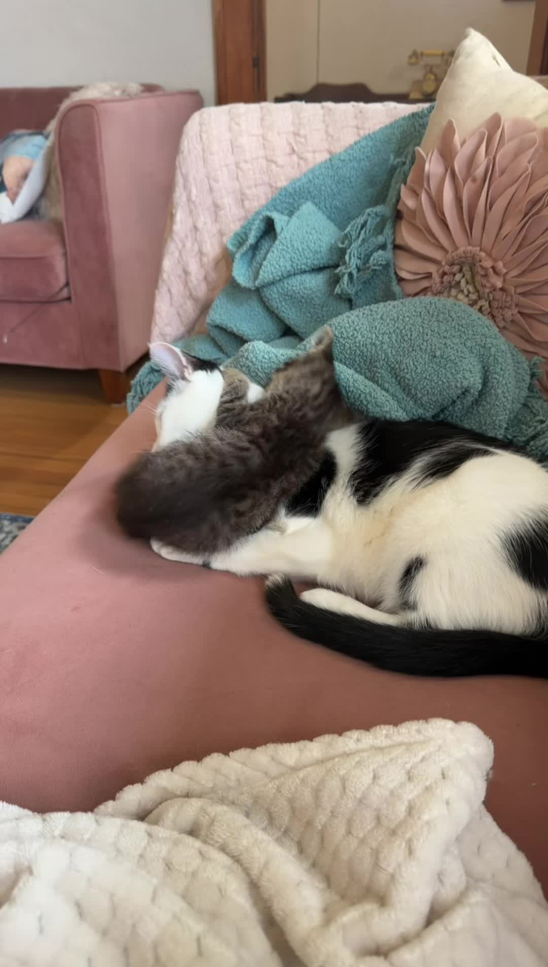 Leo and Alfie 🐾💙🩵 #catsoftiktok #weneed1000followerstogolive