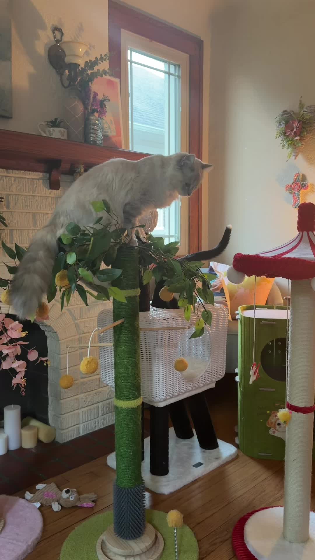 Lady Gray likes to push the limits 💛🐾 #catsoftiktok #weneed1000followerstogolive #ragdollkittens