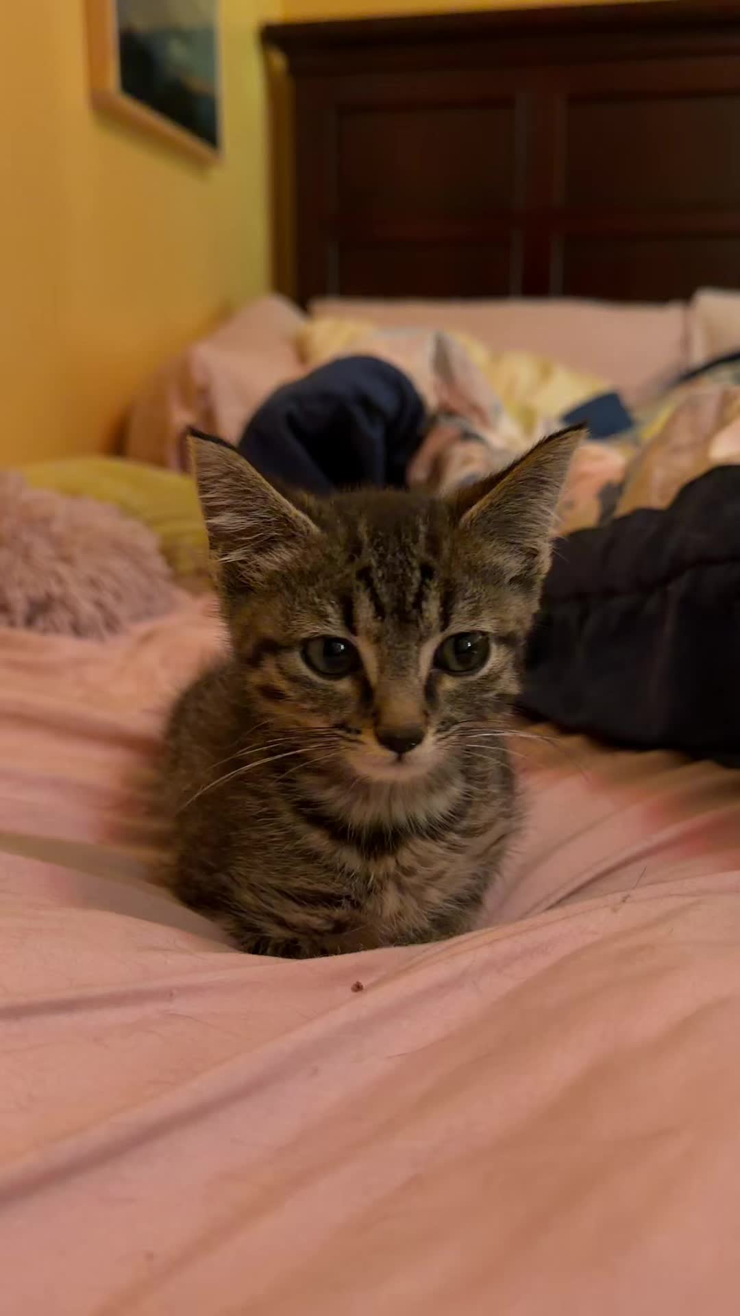 Alfie is just the sweetest lil guy 🥹🩵🐾 #catsoftiktok #weneed1000followerstogolive