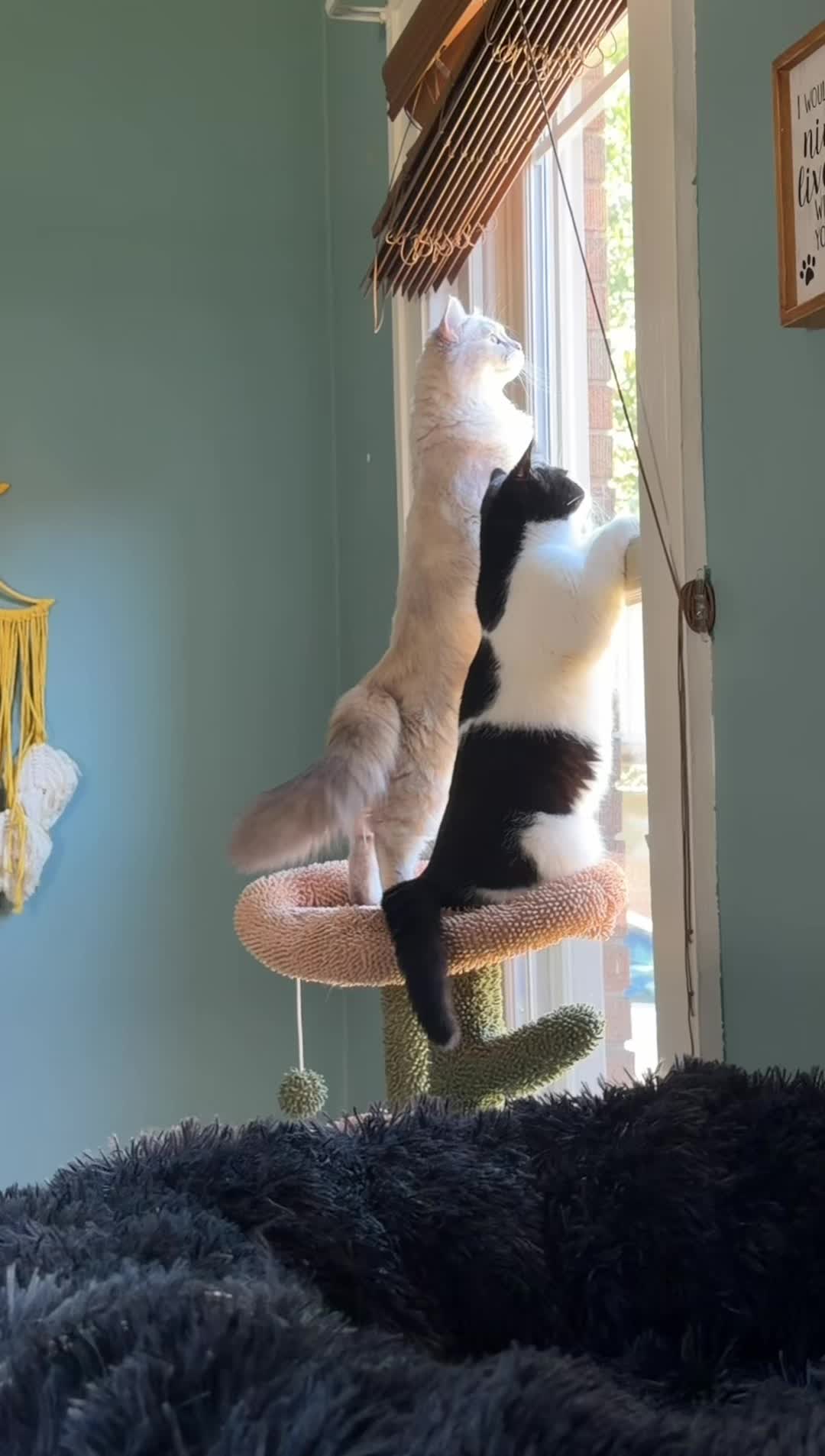 Deep thoughts with Lady Gray and Romeo 💛🐾💚#catsoftiktok #weneed1000followerstogolive