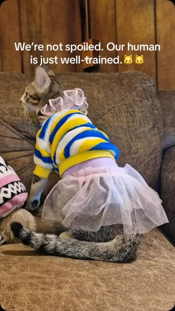 “Home is where my pet’s fur is… everywhere.”#viral #fyppppppppppppppppppppppppppppppppppppppppppppppppppppppppppppppp...