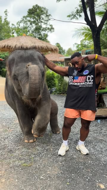 Bra got comfortable real quick 😭🐘 #Phuket 🇹🇭