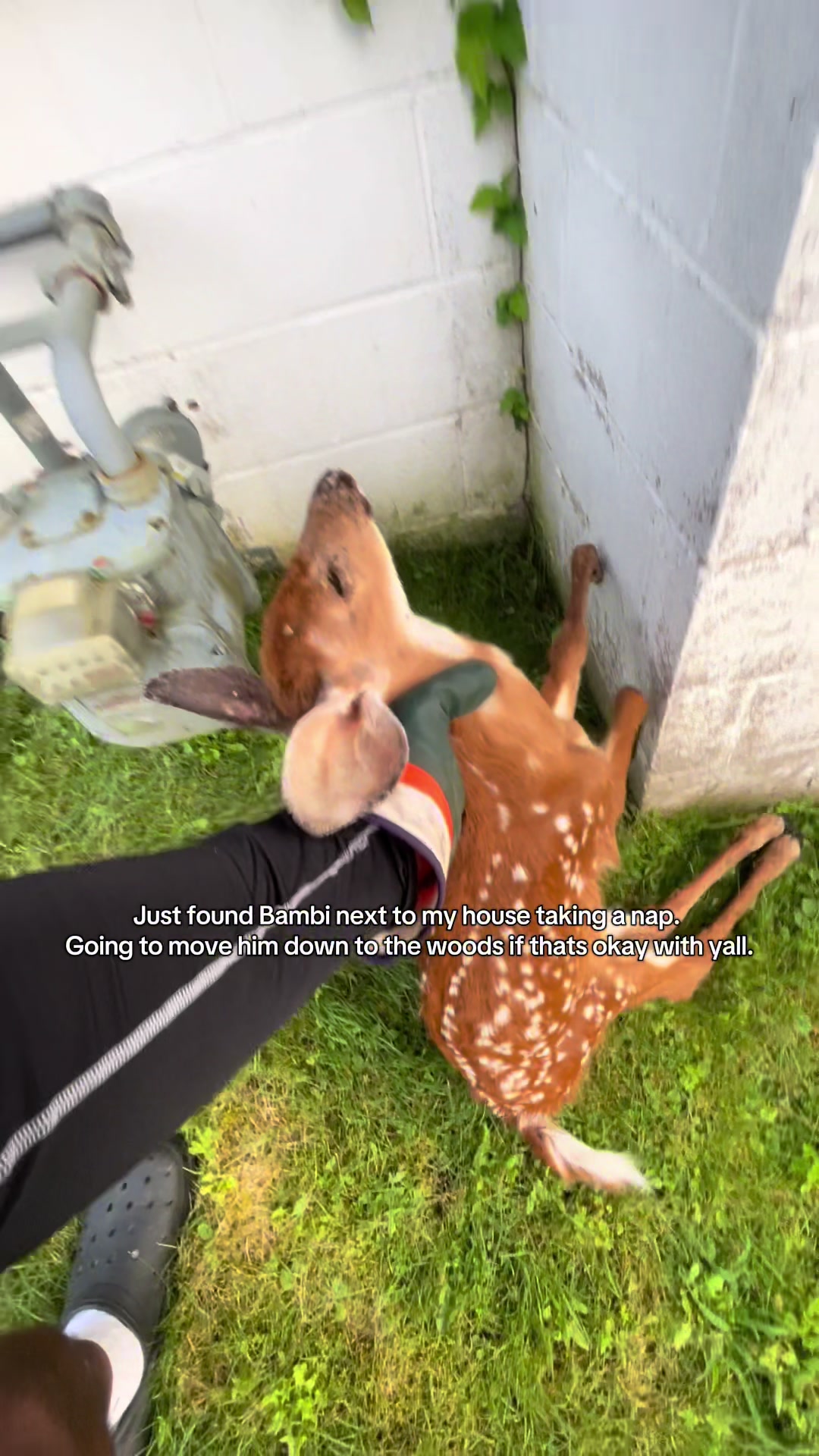Just wanted to ask permission first…😴 #trending #bambi #sleep