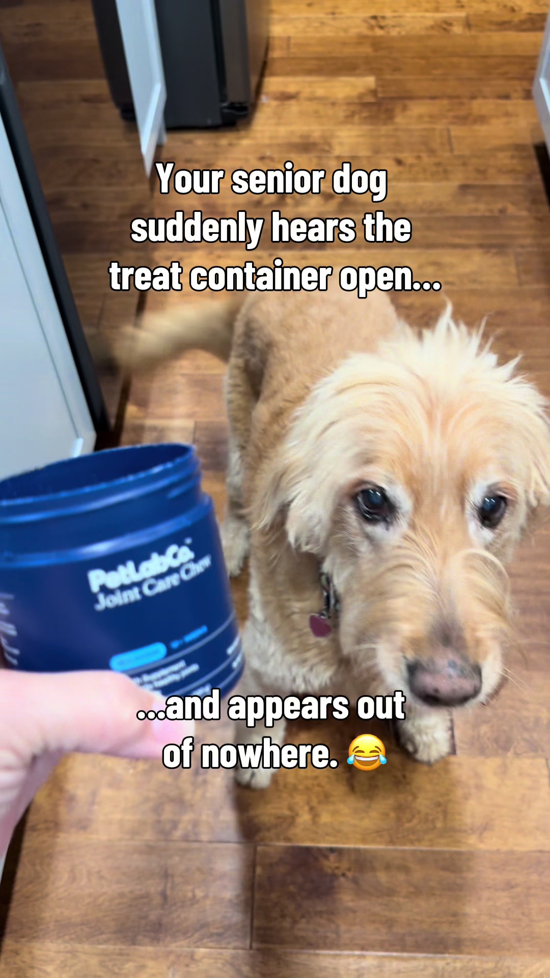 She doesn’t know they’re for her joints… she just knows she LOVES them. 😂🐶 If your pup acts like this at treat time...