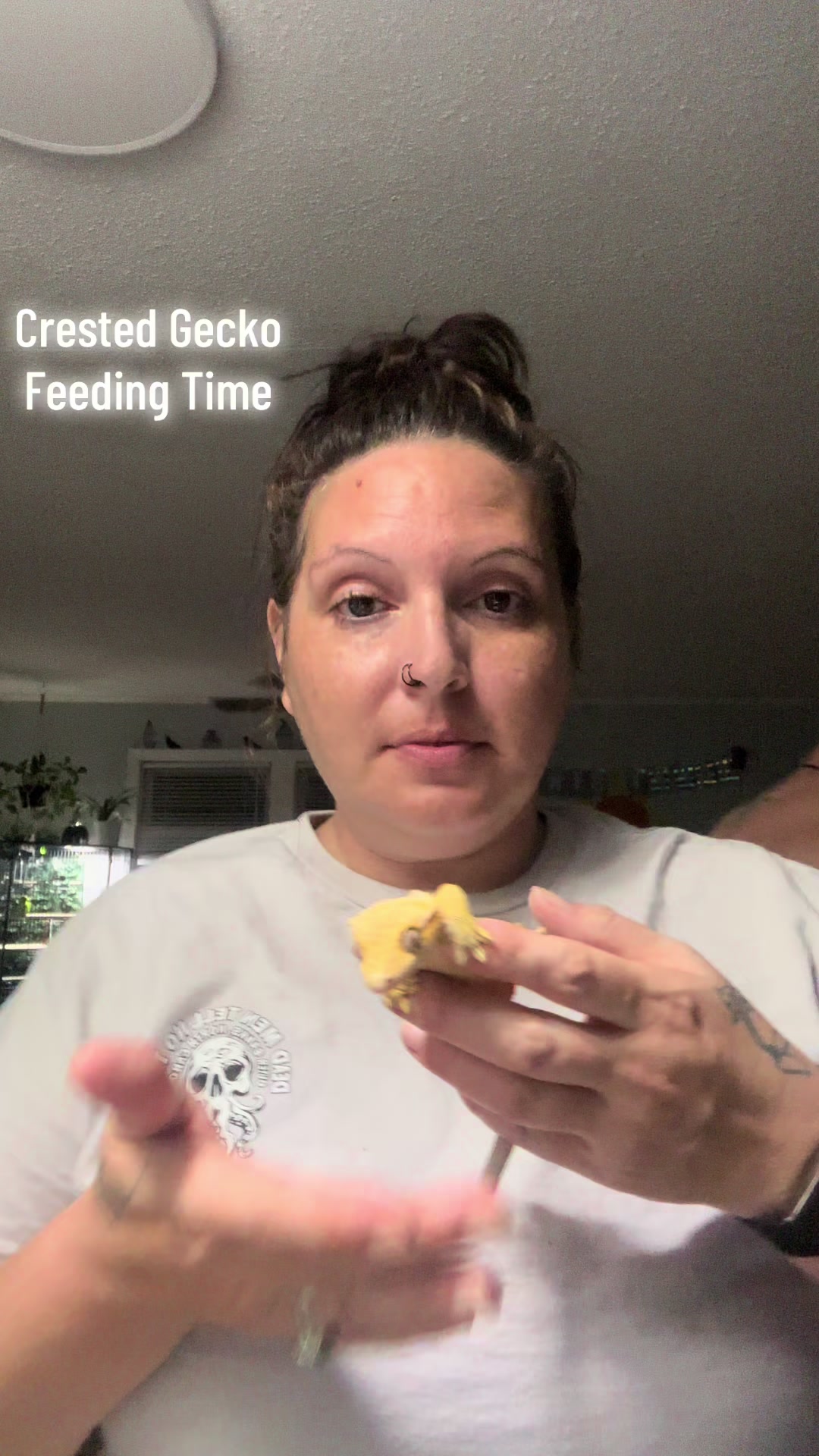 #feedingtime #crestedgecko #banana