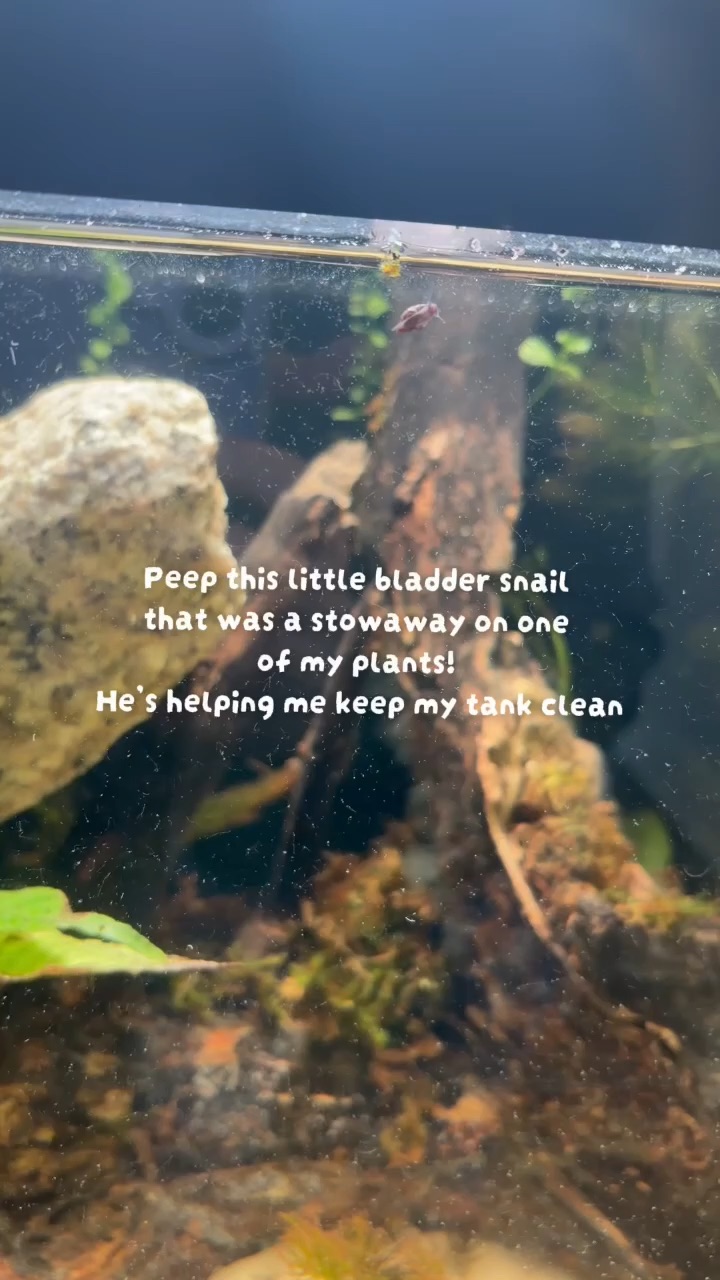 Planted tank cleanup crew