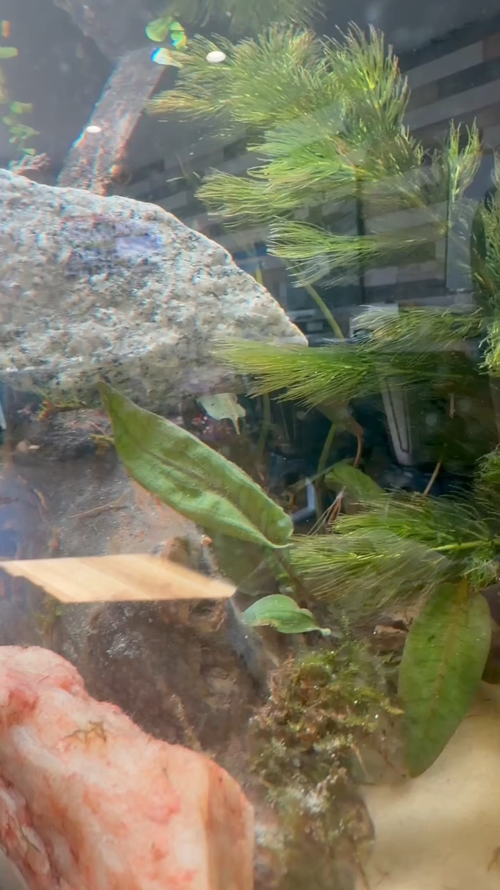 Aquascaping and first time tank set up