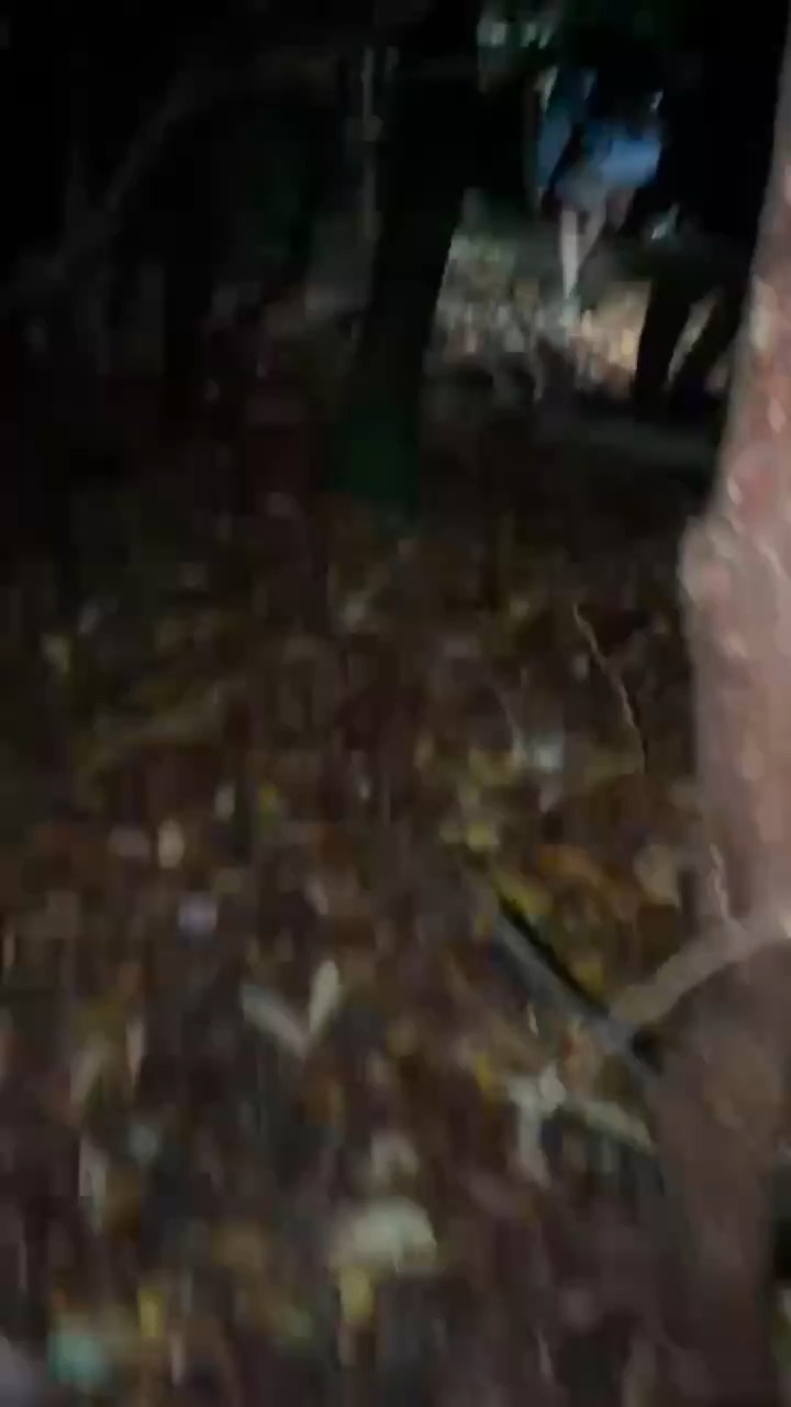 Night Hike