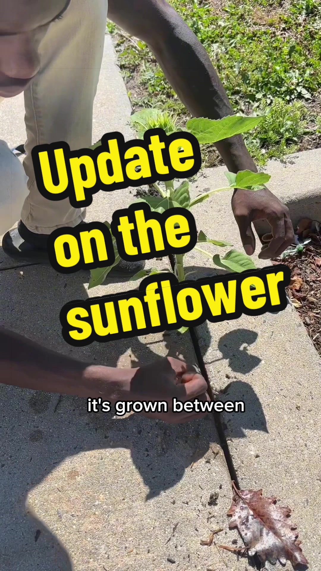 I wasn’t expecting that outcome 😅#garden #plants #sunflower
