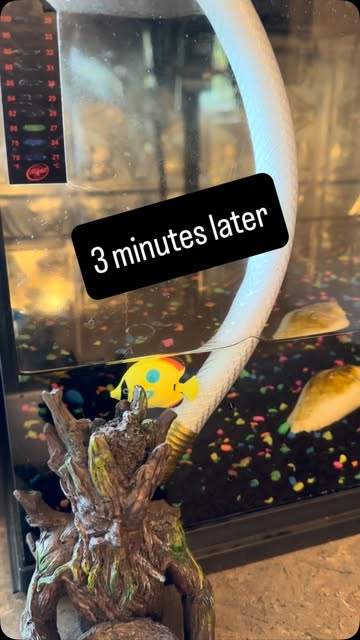 I had to drain the fish tank soooo… I did this! 😂 #hacks #mymoments #worksmart #entertainingmyself #trythisathome