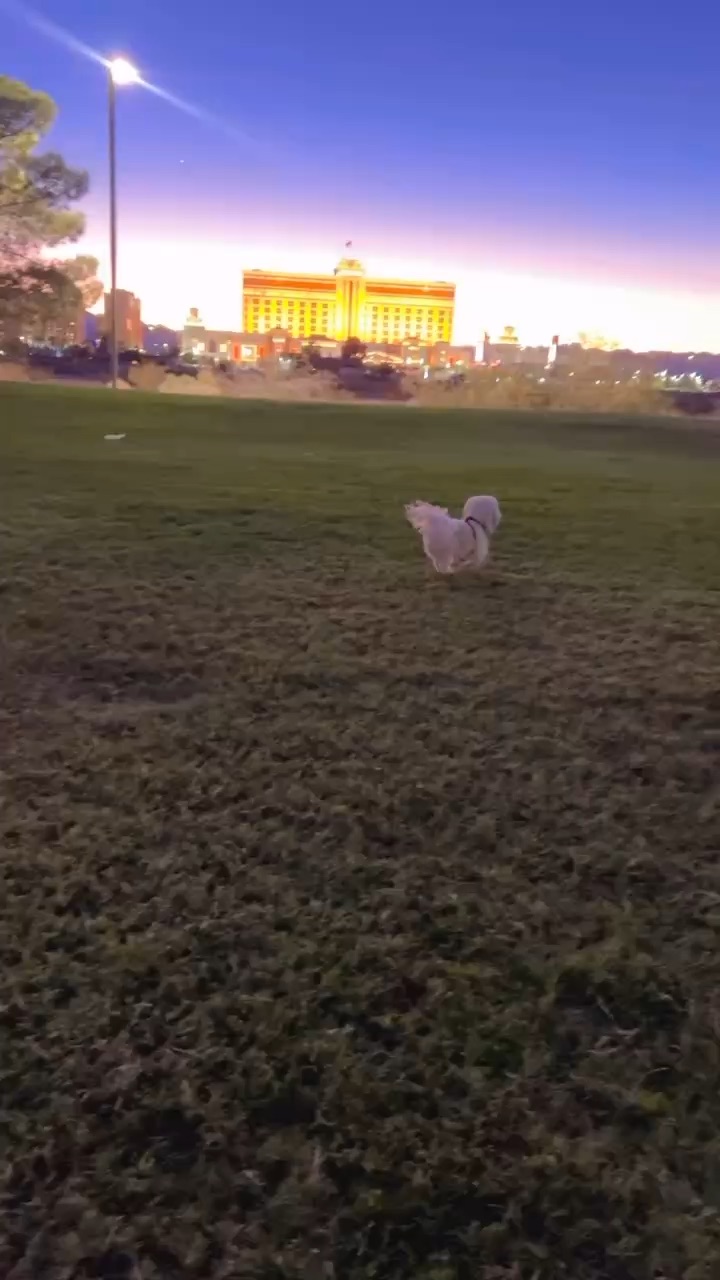 Dog