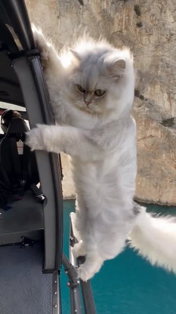 Send it!!!! 😹 #persiancat #sendit #higgsfield #cathumor #stunt