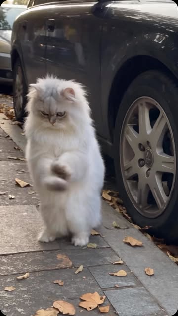 Those moves 😹 #persiancat #funnycat #dancingcat #higgsfield