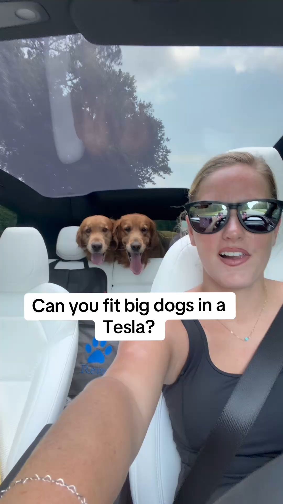 Do big dogs fit in a Tesla Model Y?
