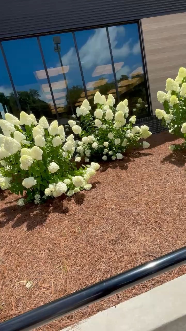🌸Flowers🌸