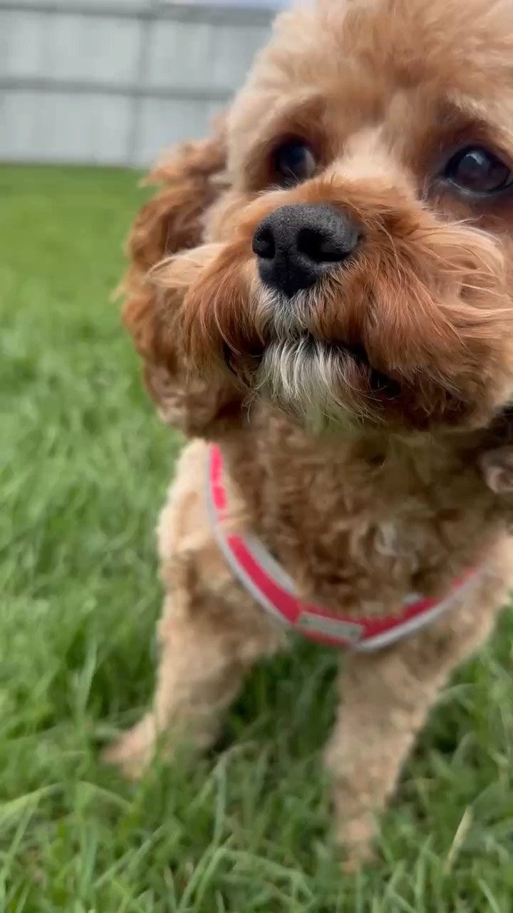 Harness
