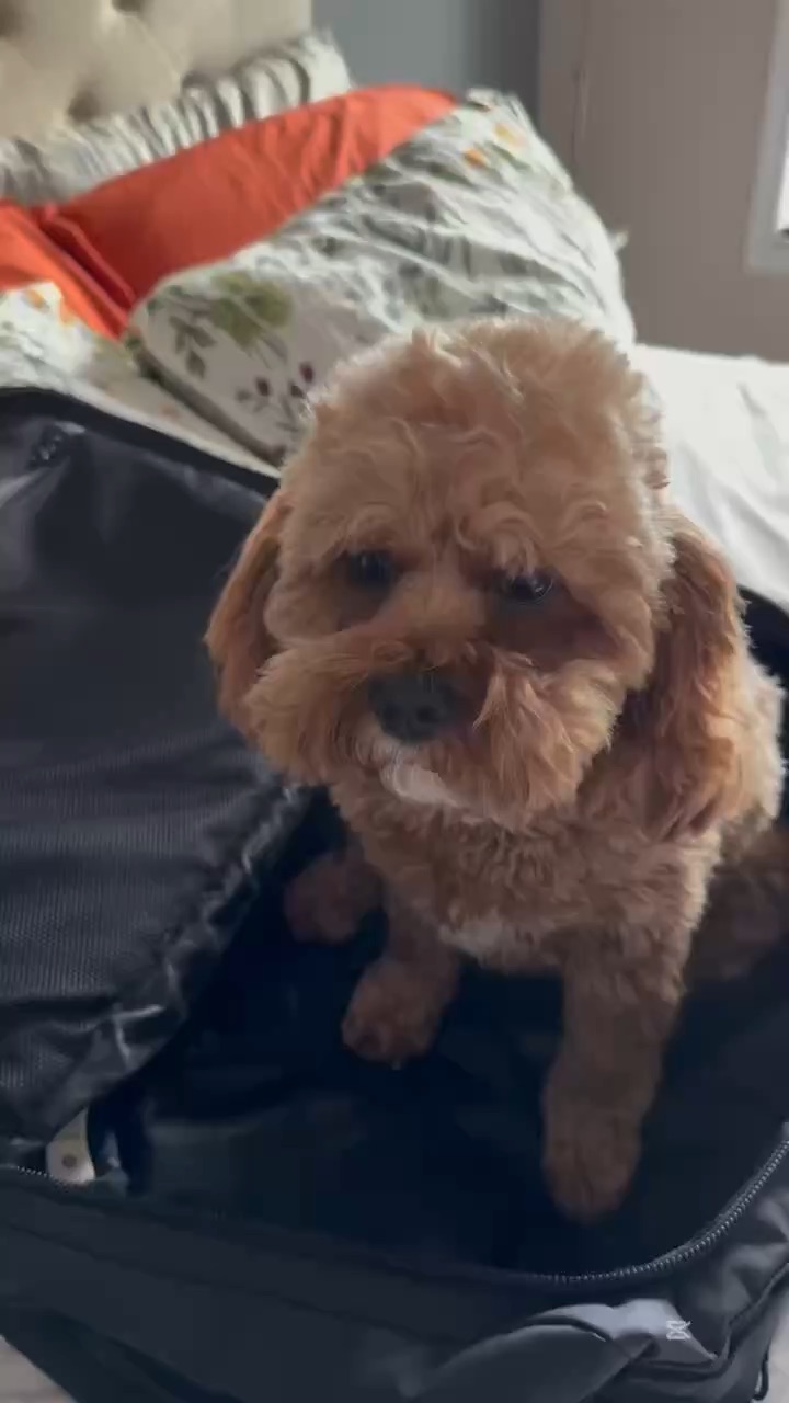 Pupstay