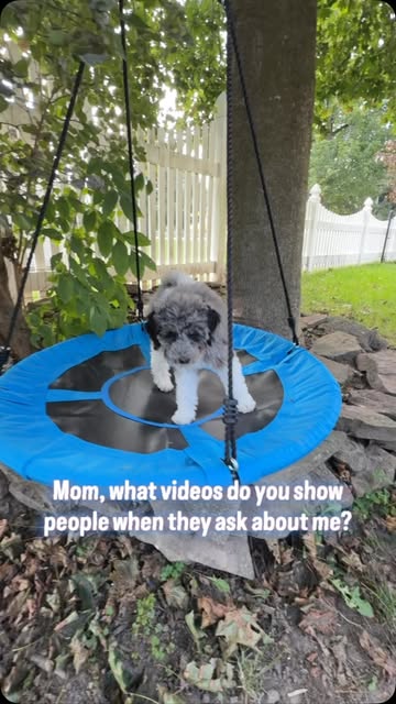 Puppy cuteness overload! 🐾 #goldendoodle #goldendoodlepuppy #doodlesofinstagram #puppiesofinstagram #dogsofinstagram