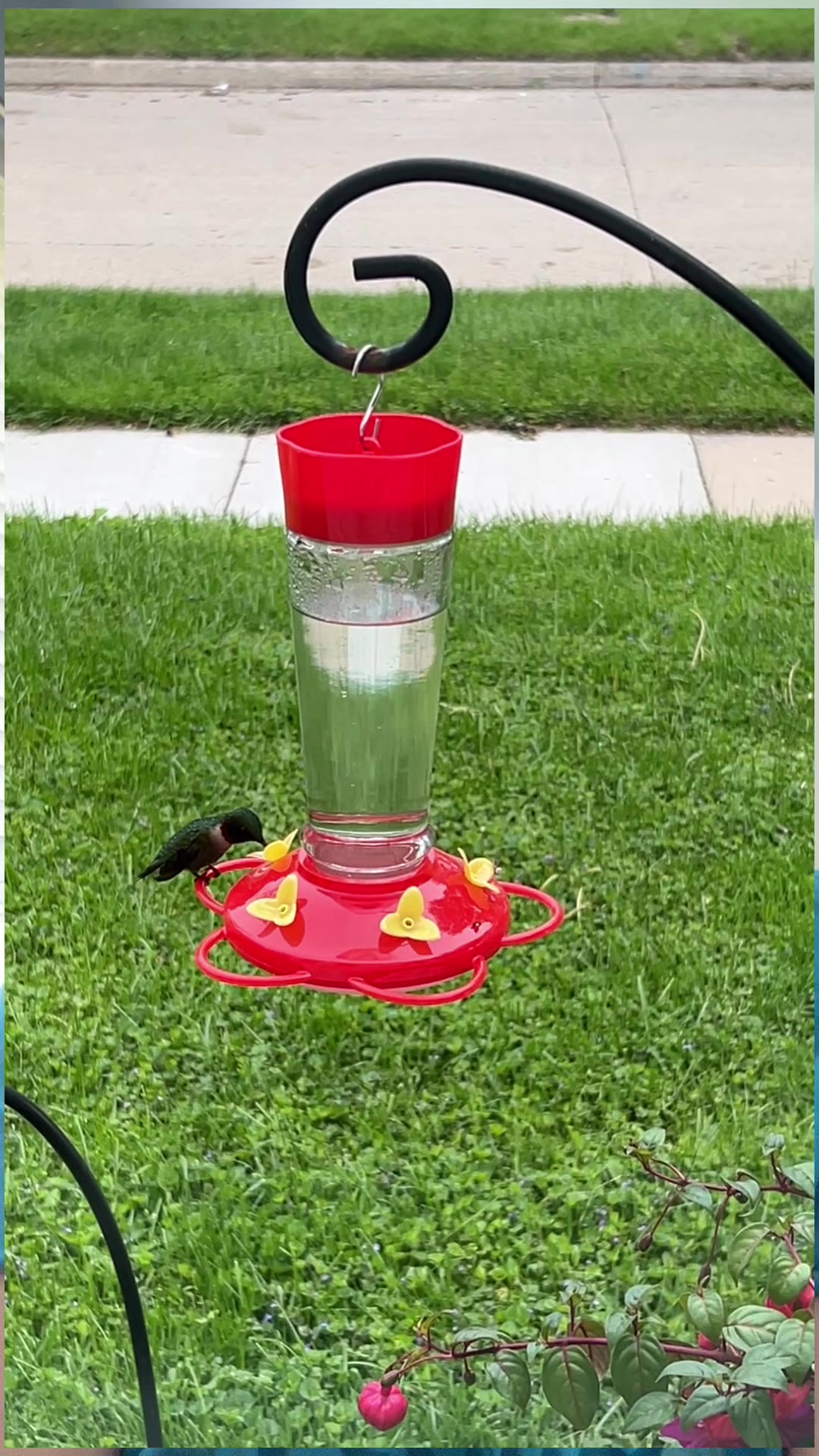 I love my hummies! They bring me so much joy! #hummingbirdsuccess #hummiefeeder #hummingbirdjoy
