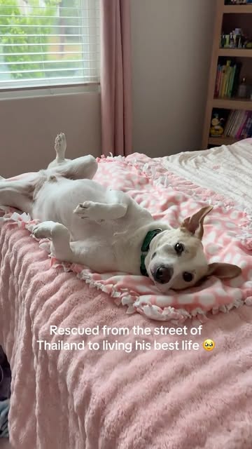 He thinks every bed in the house is his. #puppiesofinstagram #doglover #cutedogs