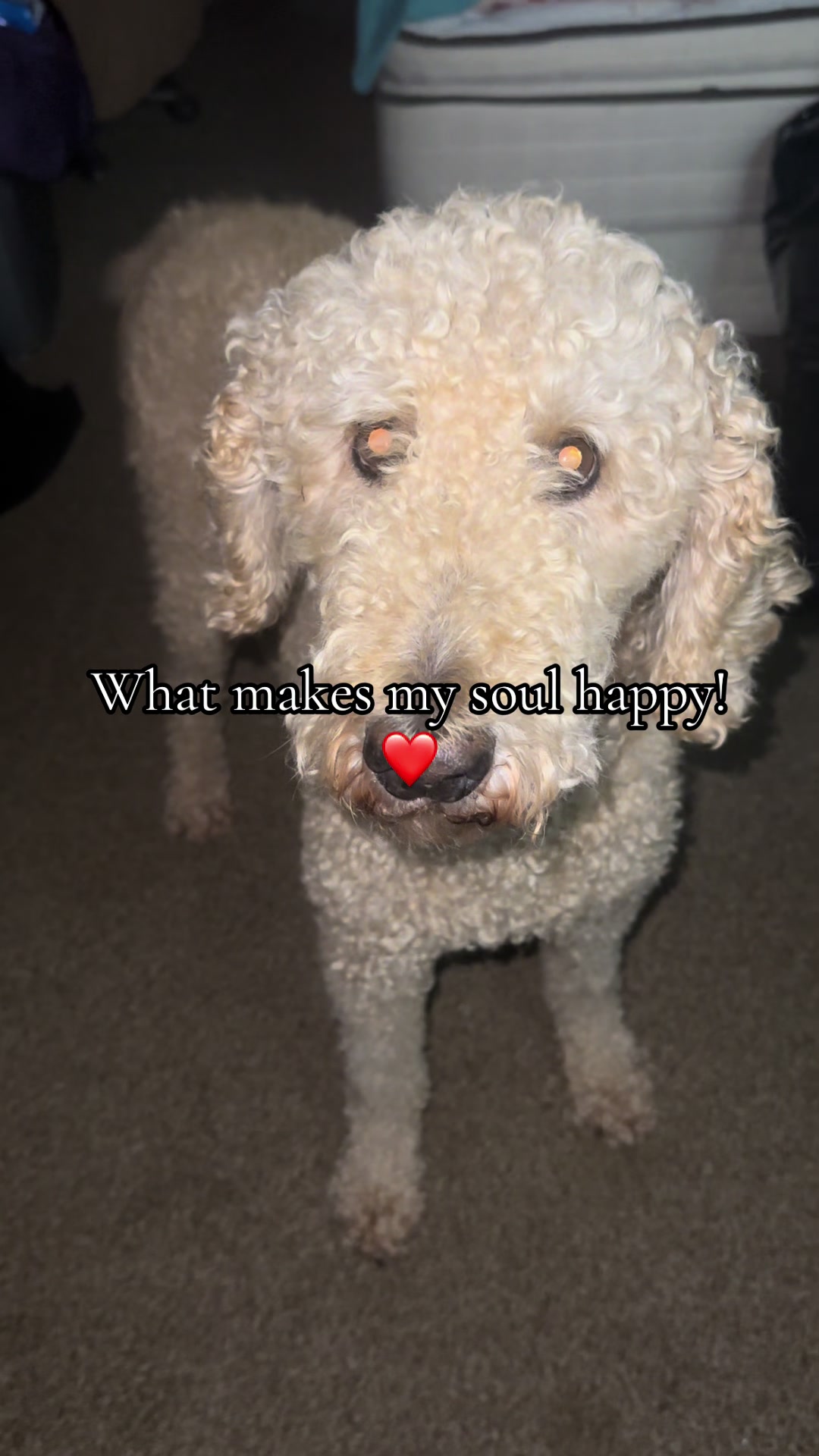 #dogsoftiktok #love #dogs #viral #fypシ゚viral