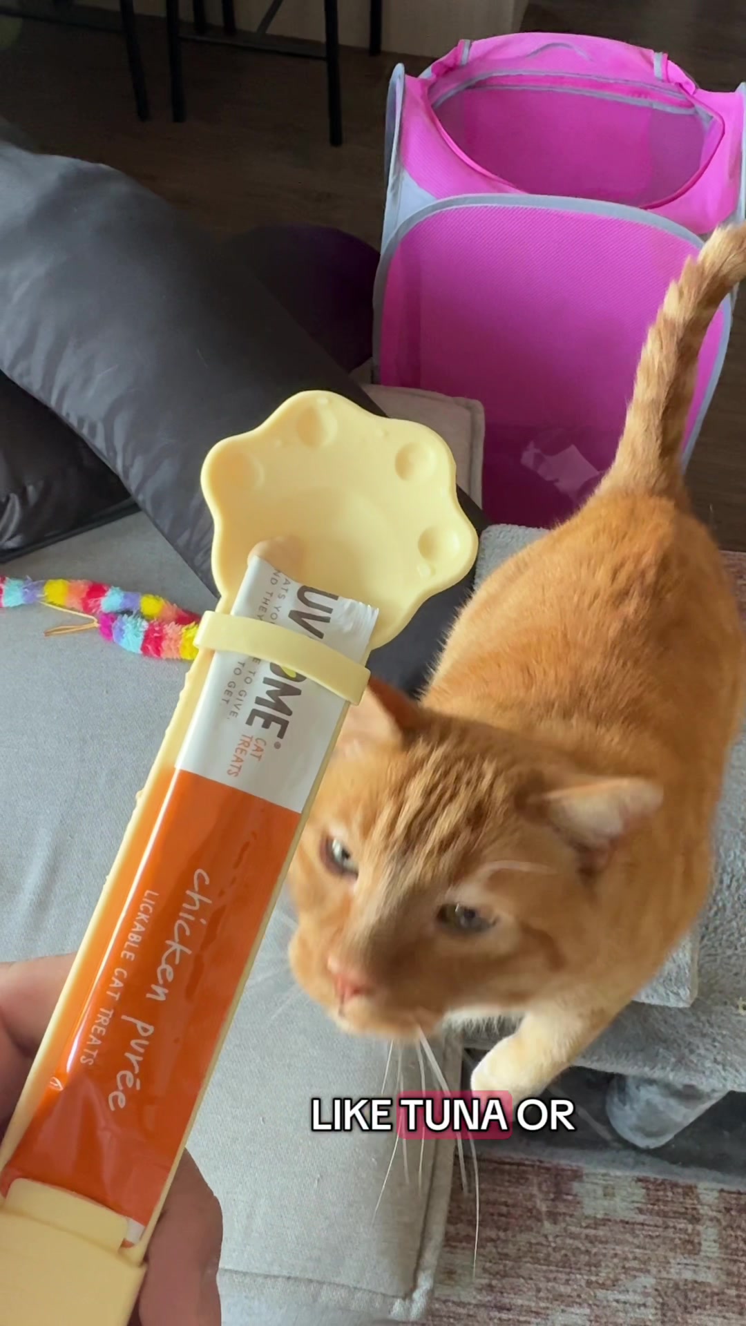 #cattreats #feeder #wettreats #treatsforcats